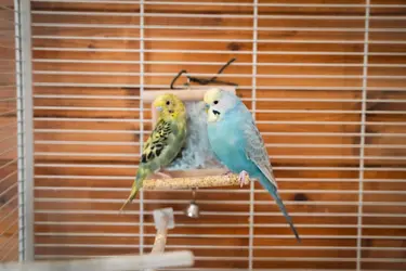 maison de retraite pergolas animaux