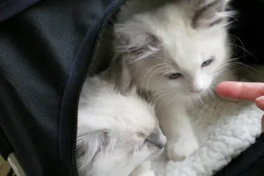 maison de retraite residence malka chatons