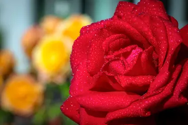 maison de retraite rene legros dourdan fleur