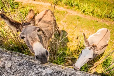 residence les jardins de grasse animaux