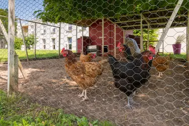 residence leclosdetrechy poulailler