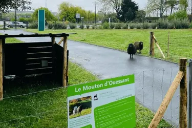 residence le clos saint sebastien moutons paysage